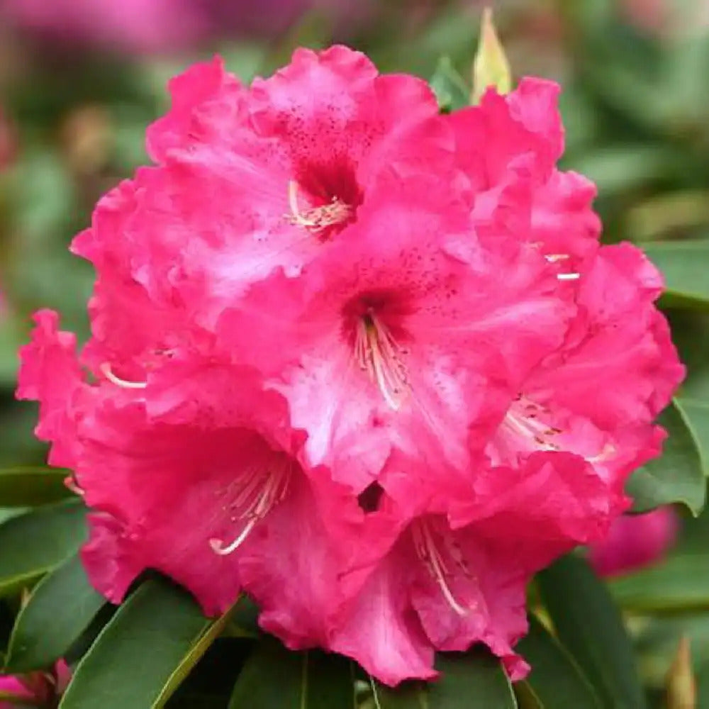 Azalea Dr. Arnold W. Endtz