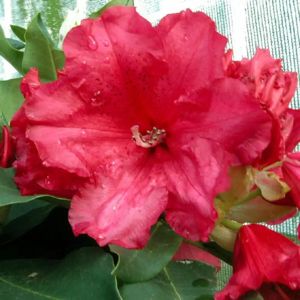 Azalea Dr. Arnold W. Endtz - Ladybird Nursery