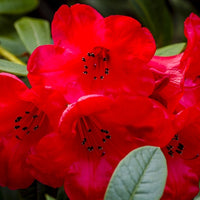 Rhododendron Elizabeth