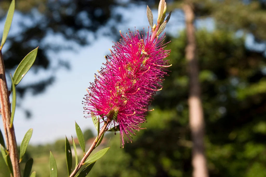 Bottlebrush Mauve Mist (Callistemon)