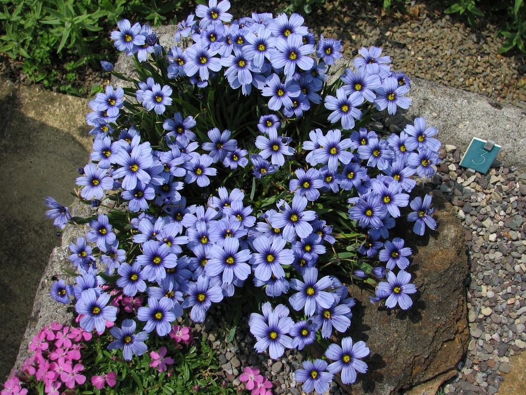 Blue - eyed Devon Grass Skies (Sisyrinchium) - Ladybird Nursery