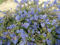 California Lilac Sapphire (Ceanothus Blue) - Ladybird Nursery