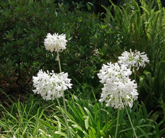 Agapanthus River Garden White