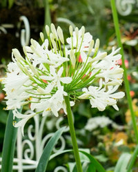 Agapanthus River Garden White - Large