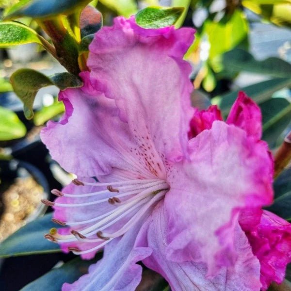 Rhododendron Robyn - Ladybird Nursery