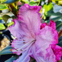 Rhododendron Robyn