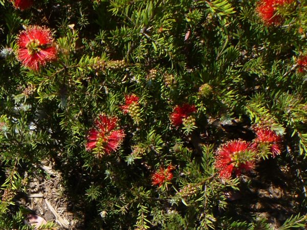 Bottlebrush Rocky Rambler (Callistemon pearsonii)