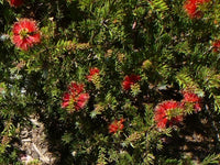 Bottlebrush Rocky Rambler (Callistemon pearsonii) - Ladybird Nursery