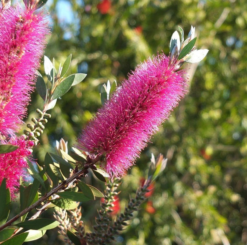 Bottlebrush Rosy Morn™ (Callistemon)