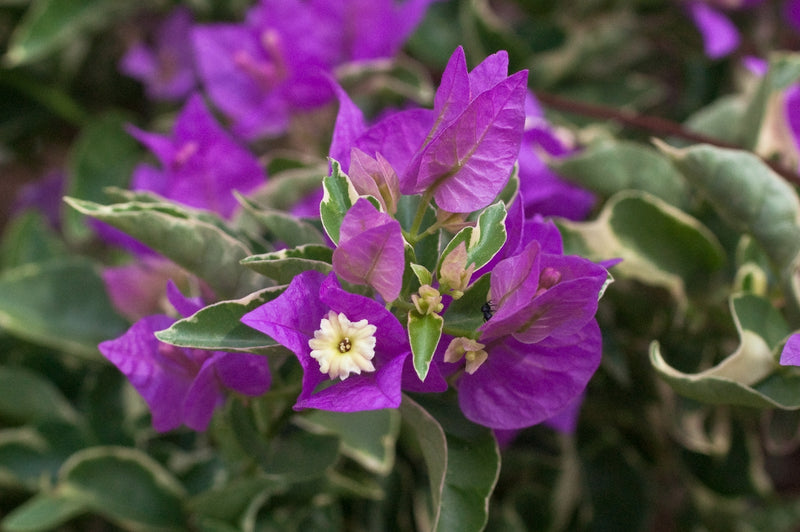 Bougainvillea Royal Purple (Bougainvillea glabra)