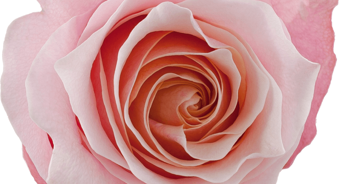 Rose Flamingo (Rosa)