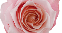 Rose Flamingo (Rosa) - Ladybird Nursery