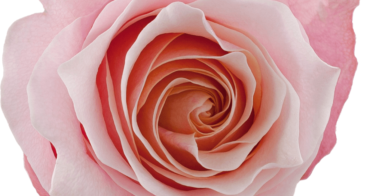 Rose Flamingo (Rosa) - Ladybird Nursery