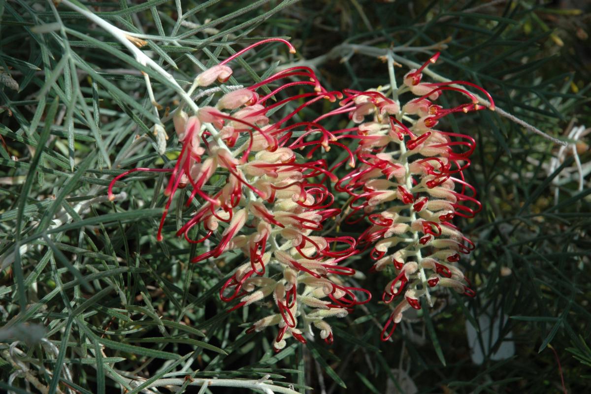Grevillea 'Spirit of ANZAC'