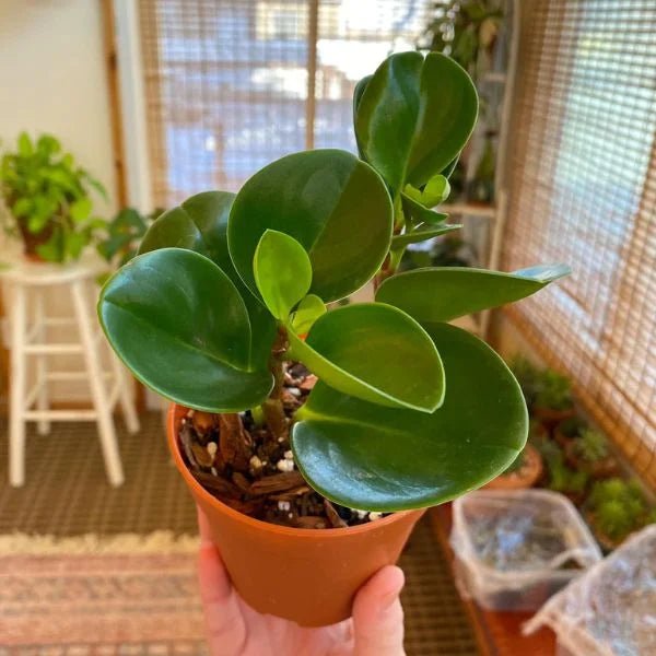 Baby Rubber Plant (Peperomia obtusifolia) - Ladybird Nursery