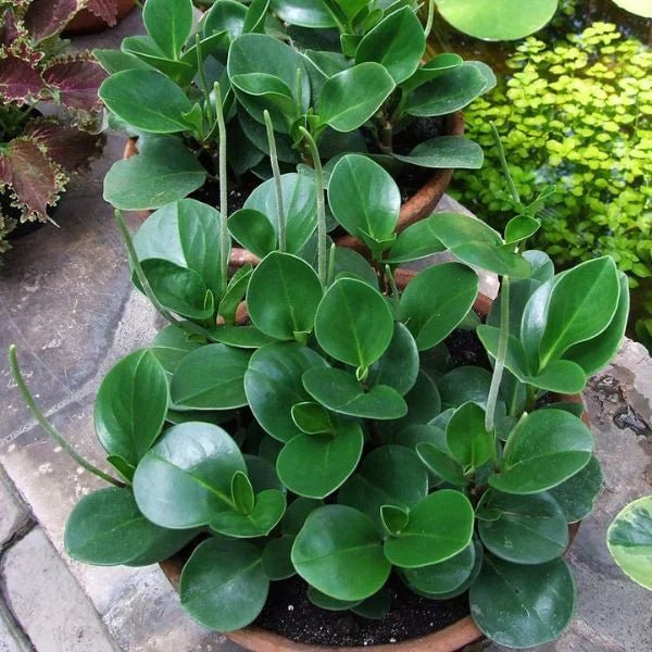 Baby Rubber Plant (Peperomia obtusifolia) - Ladybird Nursery
