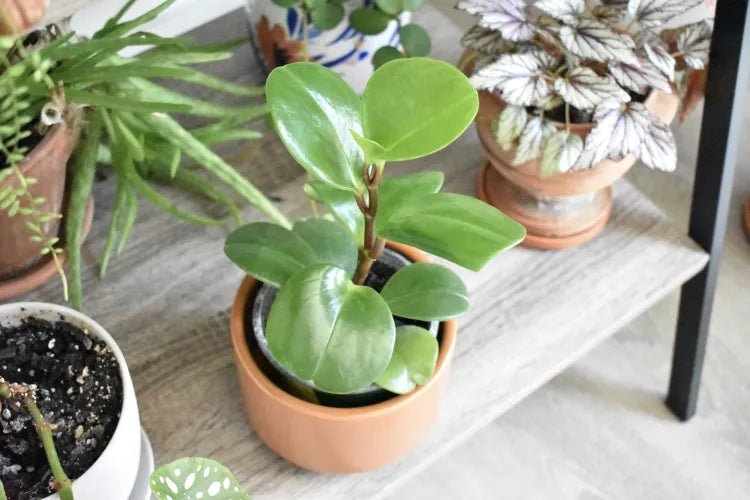 Baby Rubber Plant (Peperomia obtusifolia) - Ladybird Nursery