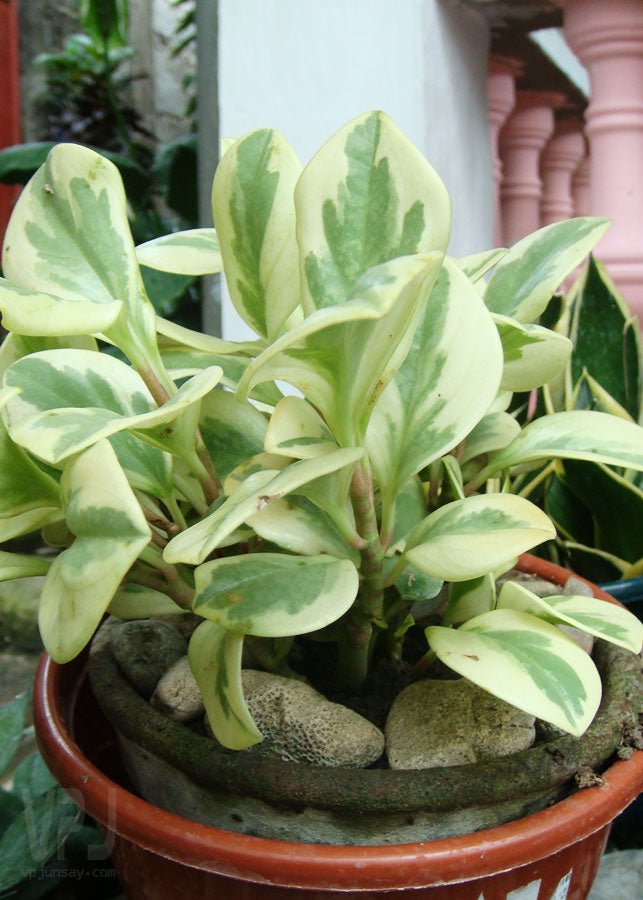 Baby Rubber Plant Albo-marginata Variegated (Peperomia obtusifolia)