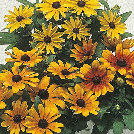 Rudbeckia Sunbeckia Black-eyed Becky Susan Mix