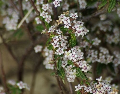 Wrinkled Bush - pea (Rulingia hermanniifolia) - Ladybird Nursery