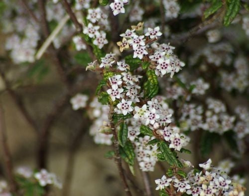 Wrinkled Bush-pea (Rulingia hermanniifolia)