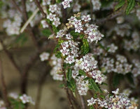 Wrinkled Bush-pea (Rulingia hermanniifolia)