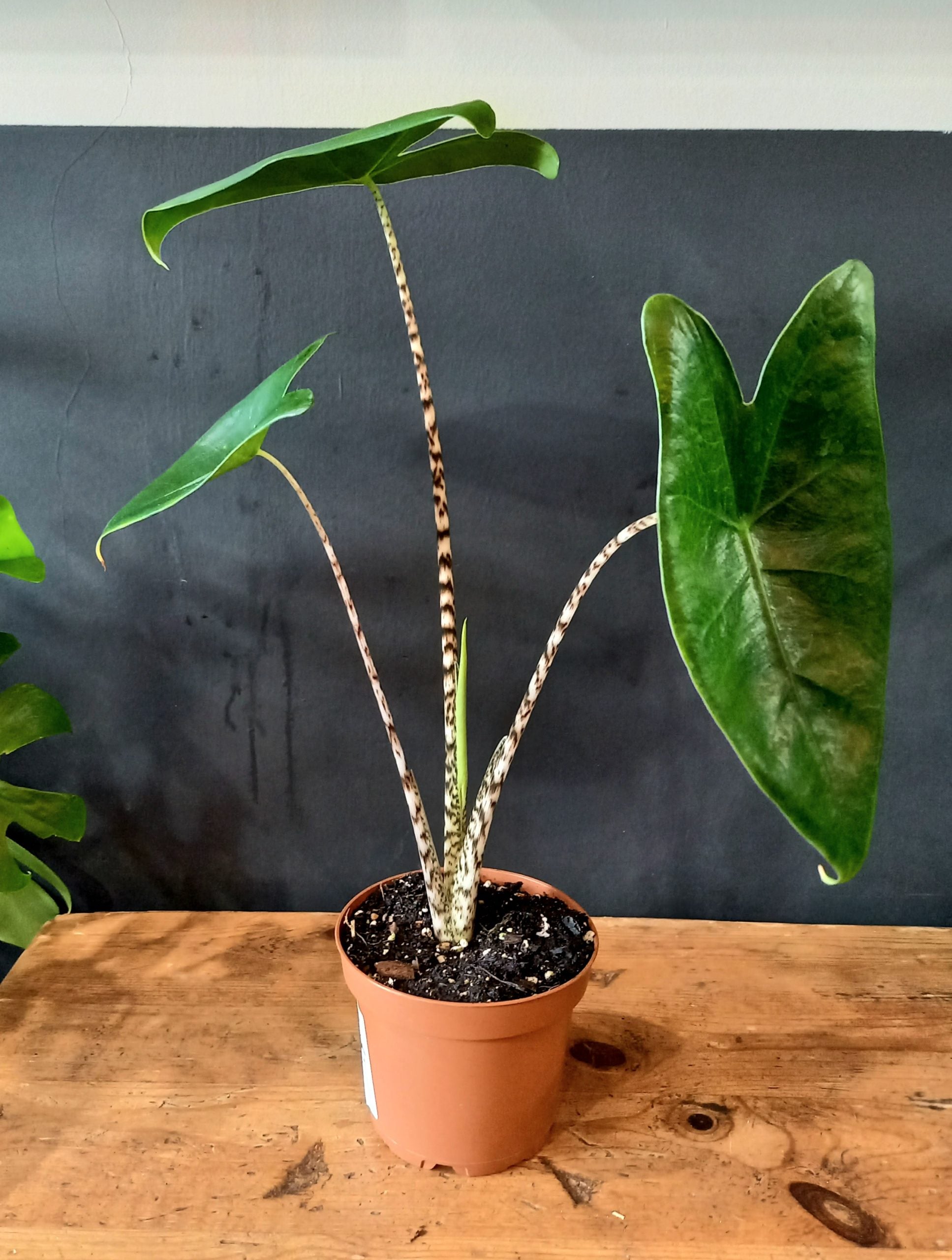 Zebra Plant (Alocasia zebrina)