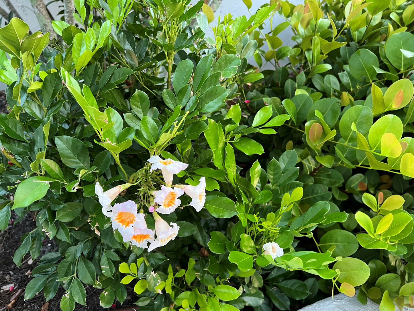 Radermachera Everlasting Beauty