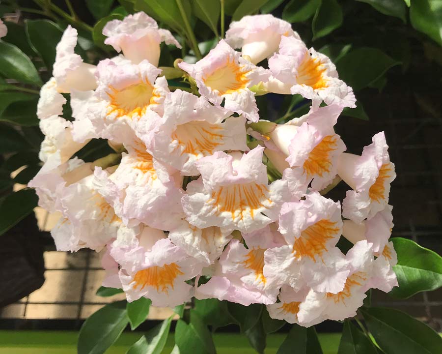 Radermachera Everlasting Beauty - Ladybird Nursery