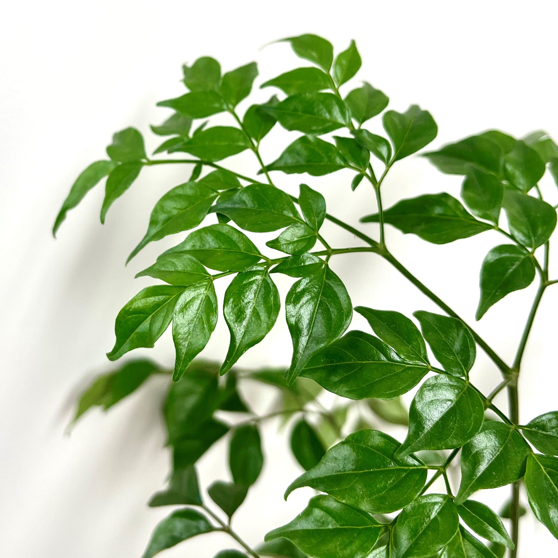 China Doll (Radermachera sinica)