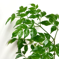 China Doll (Radermachera sinica)