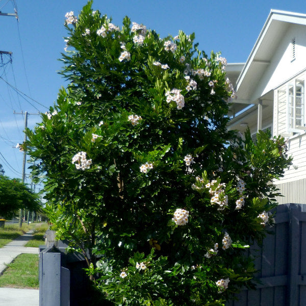 Radermachera Summerscent ™