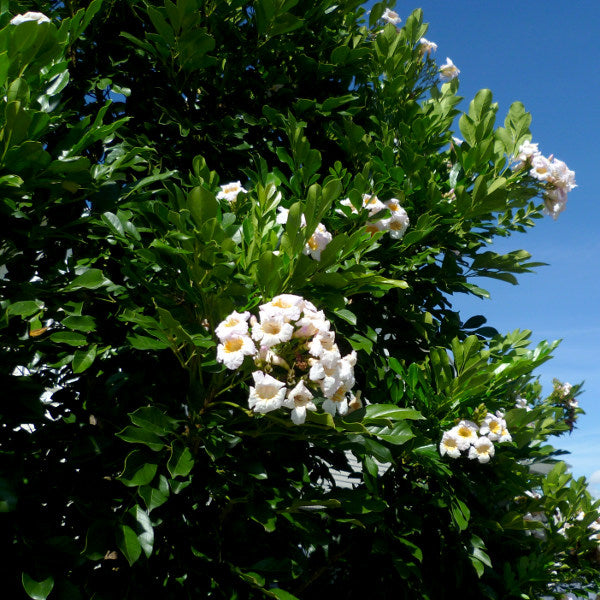 Radermachera Everlasting Beauty