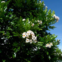 Radermachera Everlasting Beauty