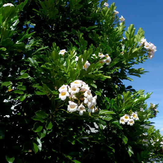 Radermachera Everlasting Beauty