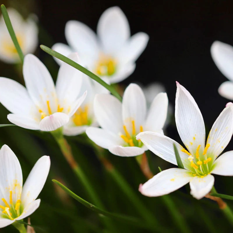 Rain Lily (Zephyranthes candida)