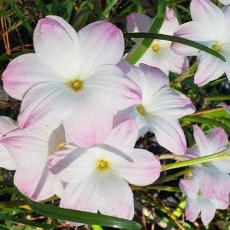 Rain Lily 'La Bufa Rosa' (Zephyranthes) - Ladybird Nursery