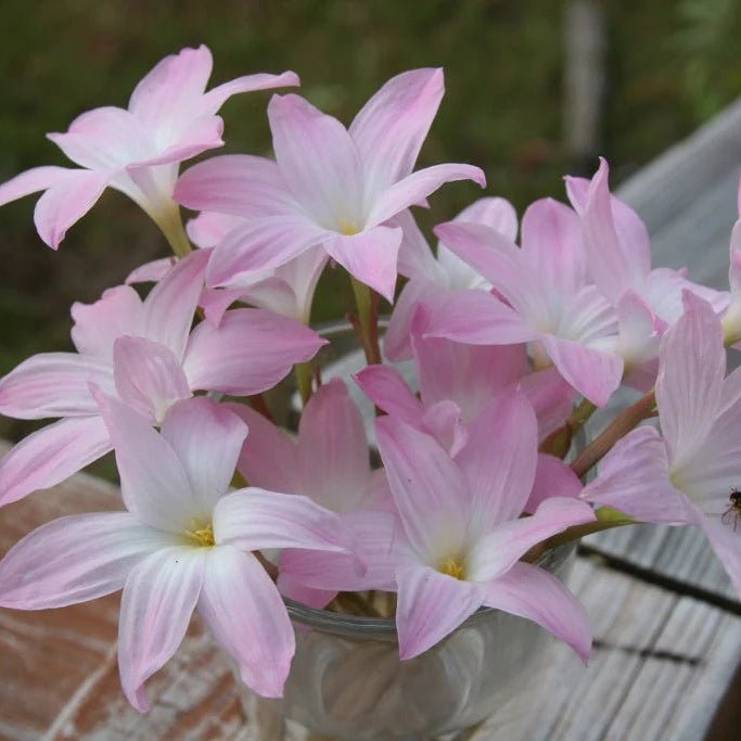 Rain Lily 'La Bufa Rosa' (Zephyranthes) - Ladybird Nursery