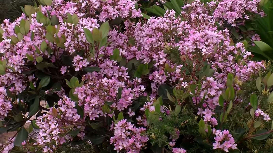 Rhaphiolepis indica COSMIC PINK - Ladybird Nursery