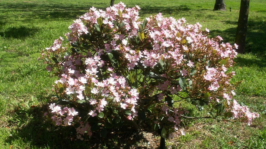 Rhaphiolepis indica COSMIC PINK - Ladybird Nursery