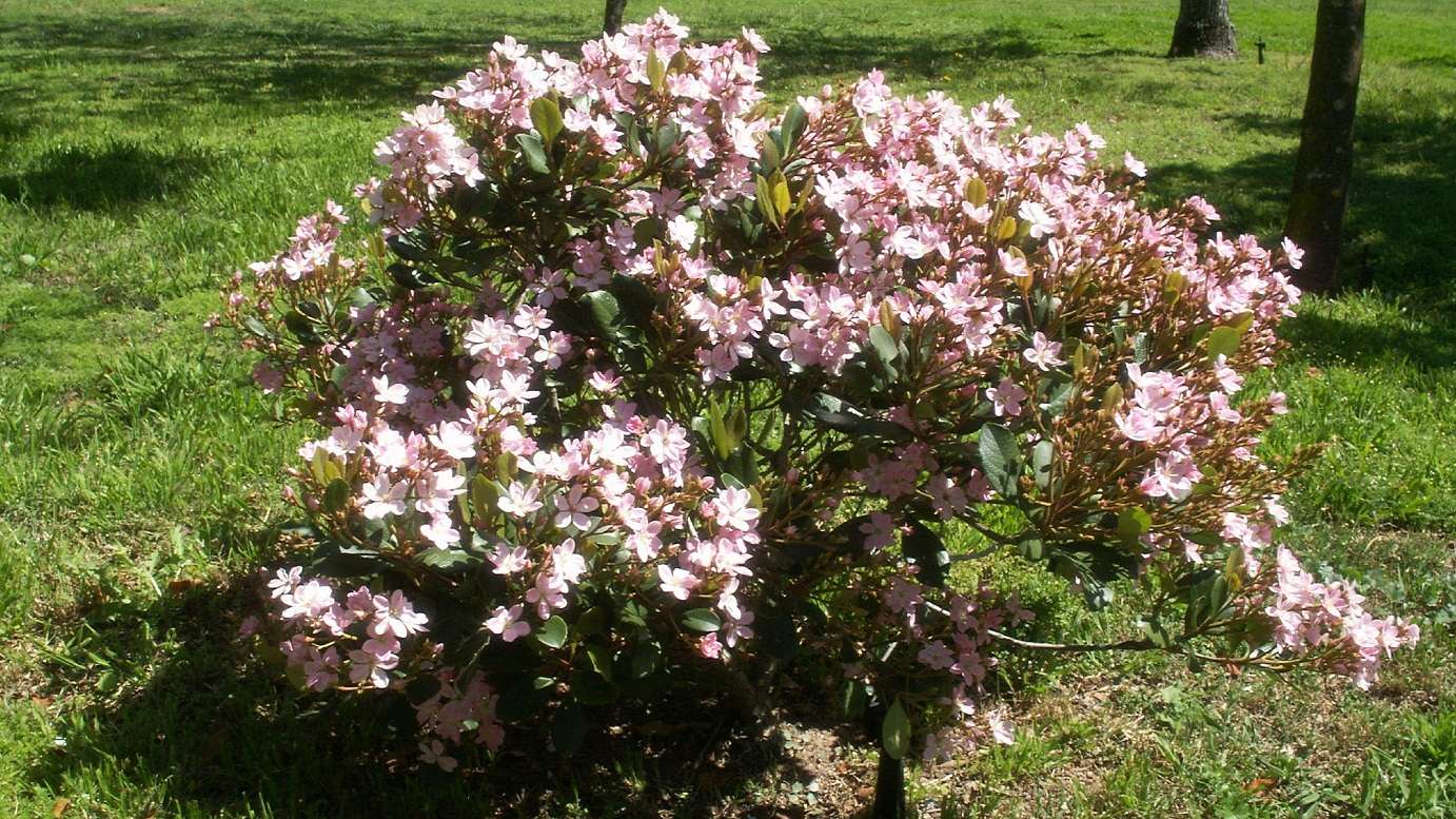 Rhaphiolepis indica COSMIC PINK