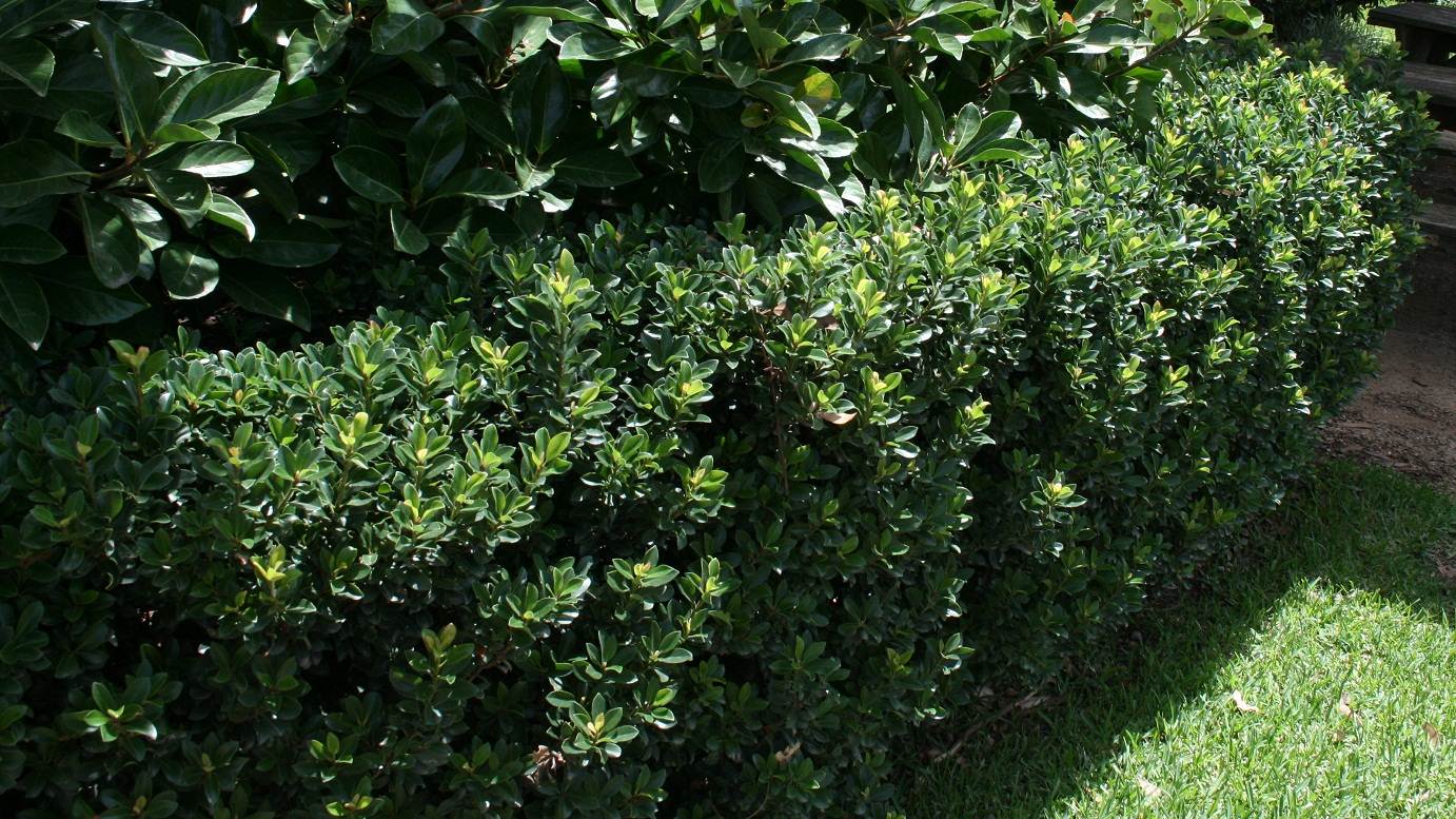 Rhaphiolepis indica 'Snow Maiden'