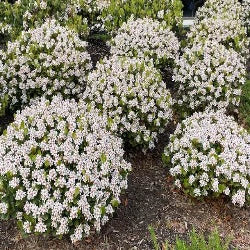 Rhaphiolepis intermedia Alba