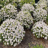 Rhaphiolepis intermedia Alba