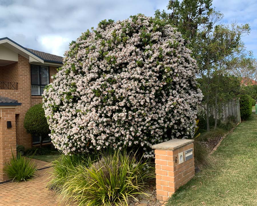 Rhaphiolepis indica Minikins