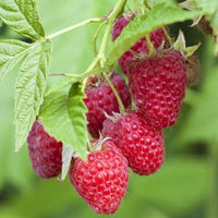 Raspberry Chilliwack - Ladybird Nursery