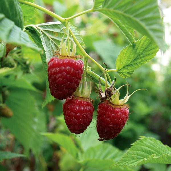 Chilliwack Raspberry Raspberry ‘Chilliwack’ Plant – Buy Now! – Ladybird Nursery