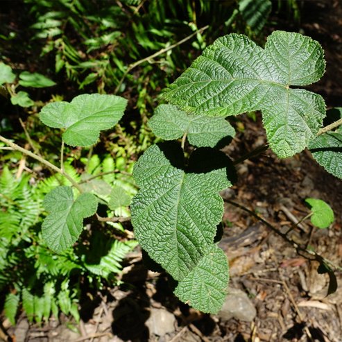 Raspberry Molucca - Ladybird Nursery