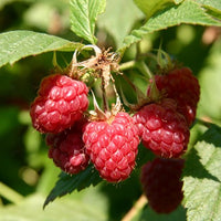Raspberry Molucca
