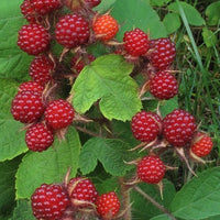 Raspberry Molucca - Ladybird Nursery